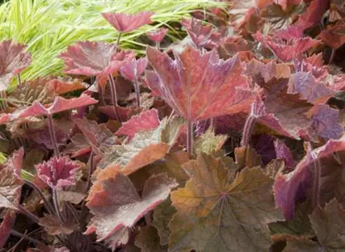 Установите бордюр из гейхеры в своем саду