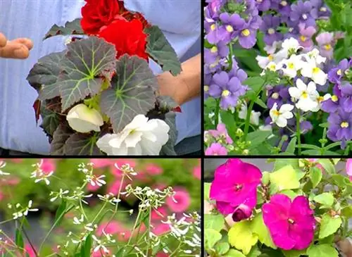 Хорошие сочетания растений с клубневой бегонией
