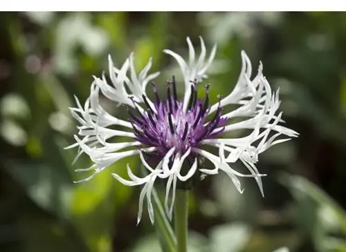 Успешно размножить василек многолетний