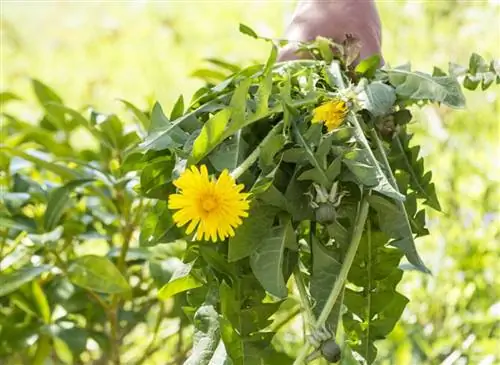 Одуванчик - неприхотливое растение со многими достоинствами