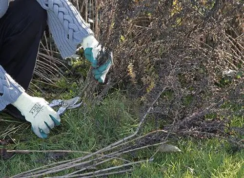 С осенних астр обрезаем стебли отцветших цветов