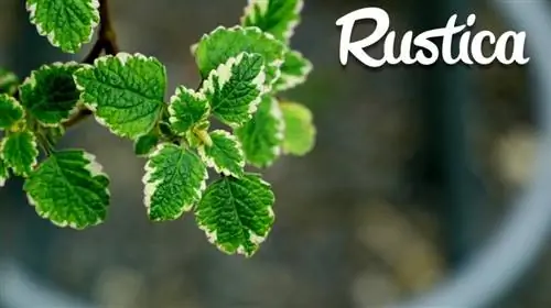 Успешно черенки плектрантуса: шаг за шагом