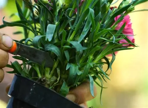 Удачно срезаем гвоздики у флористов