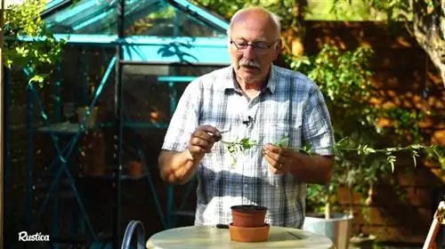 Размножение белого жасмина черенками: шаг за шагом