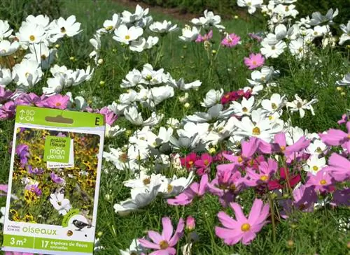 Сейте цветы, чтобы привлечь птиц