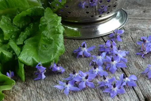 Этапы посева съедобных цветов