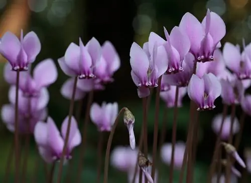 Размножение неаполитанского цикламена