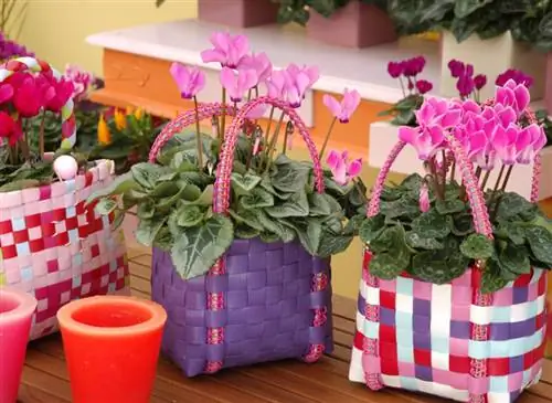 Выращивание цикламена в горшке в помещении