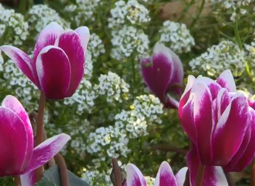 Выращивание цикламена в саду в мягком климате