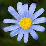 10 синих цветов для синего сада