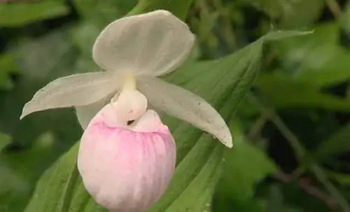 Выращивание венеровых башмачков в саду. Советы по выращиванию