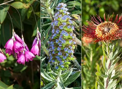 Три прекрасных растения, которые любят морские брызги