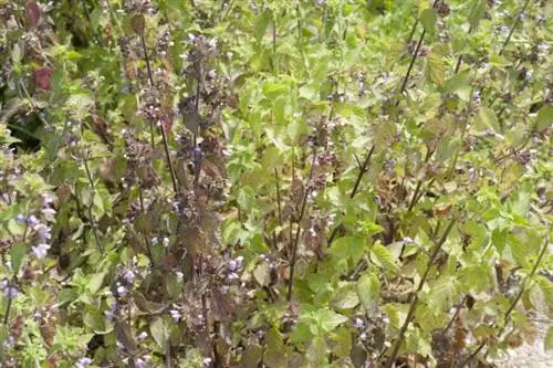 Фол при голосовании