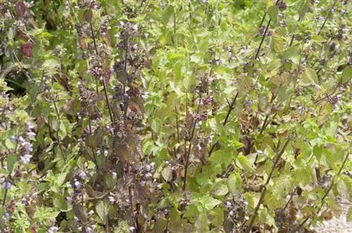 Цветы и другие растения с неприятным запахом