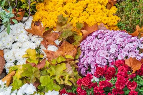 куст разноцветных хризантем
