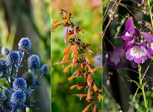 многолетники для хорошо дренированной почвы: Eryngium planum 'Blue Hobbit', Agastache aurantiaca и Penstemon 'Pensham Czar'.