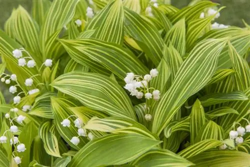 ландыши в цвету