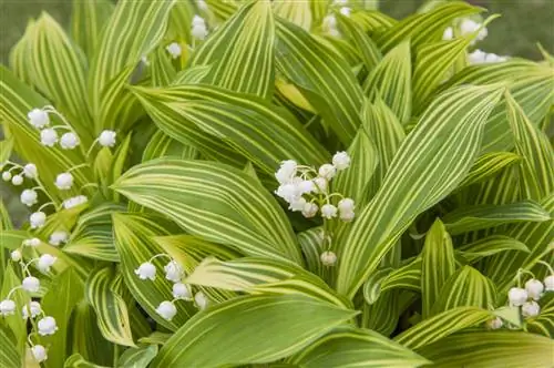 Многолетники или кустарники: узнайте о ядовитых растениях в саду
