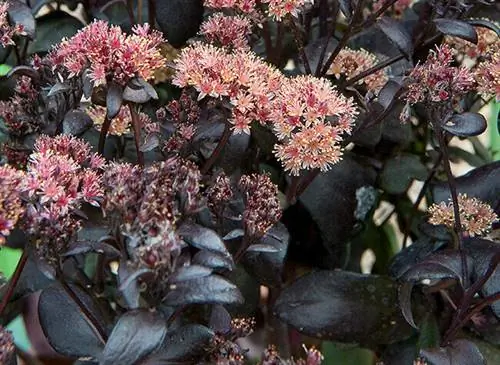 Седум «Гордость почтальона». Приз прессы в Сен-Жан-де-Борегар в сентябре 2010 г. Питомник Meers