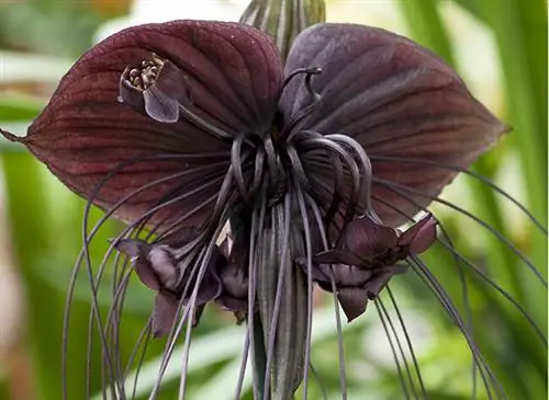 Растение летучих мышей (Tacca chantrieri)