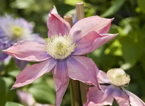 Клематис 'Little Mermaid' / крупный план / цветок