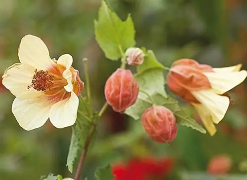 Абутилон мегапотамикум «Инес»