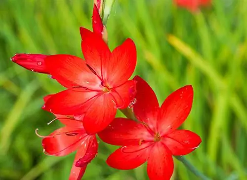 Schizostylis, звезды, раскрашивающие серость