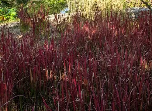 Лучшие многолетние почвопокровные растения