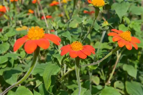 Подборка масштабных летних цветов