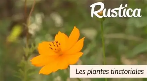Красильные растения: какие растения использовать
