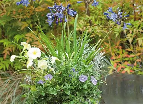 Агапантус, вьюнок, петунии