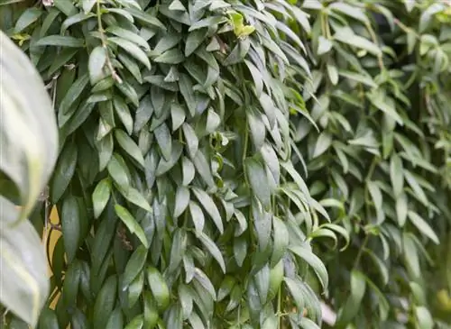 Как правильно ухаживать за эсхинантусом