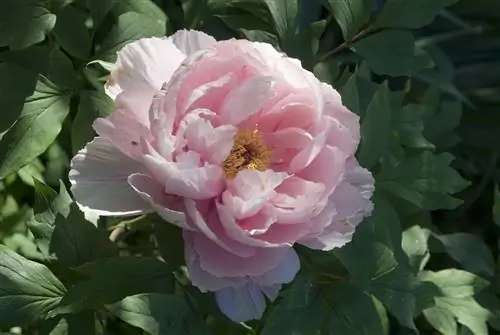 Как успешно вырастить китайские пионы