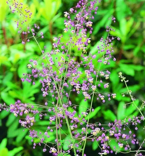 Пигамон - один из самых изящных многолетников.