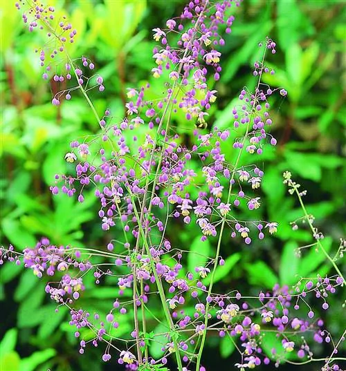 Инструкция по уходу и выращиванию свиней