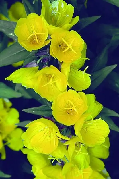 Цветок вечерней примулы держится всего 24 часа.