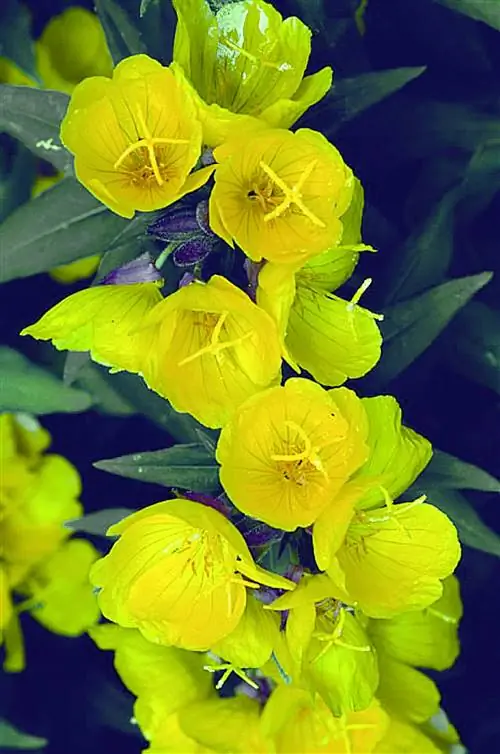 Инструкция по выращиванию и уходу за примулой вечерней