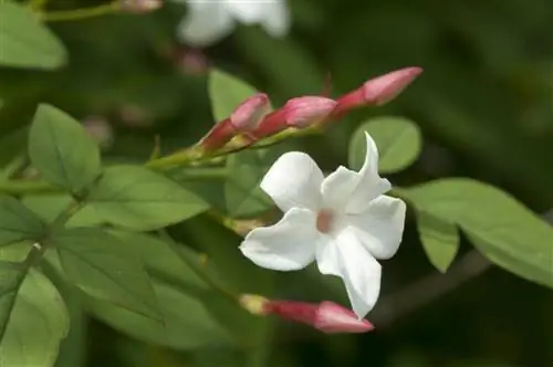 Как вырастить жасмин: сорта, применение