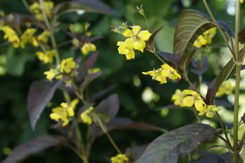 Эпимедиум эльфийский цветок