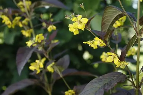 Как вырастить эльфийский цветок: сорта, применение
