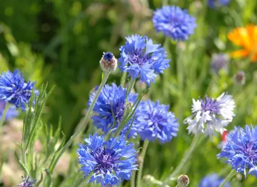 Как посадить василек: советы и способ