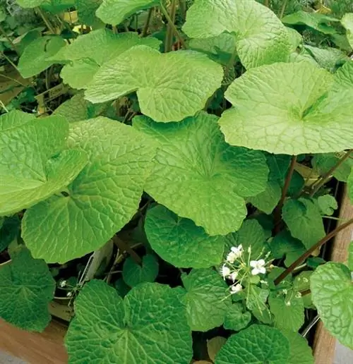 Цветущее растение васаби