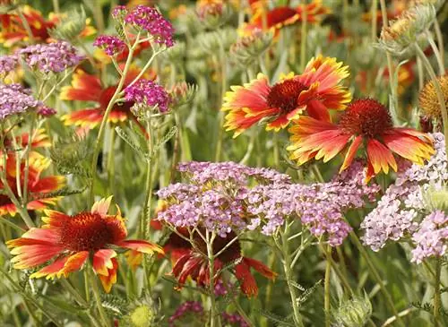 Гайлардии и тысячелистник в клумбе из многолетников.