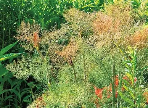 Фенхель бронзовый (Foeniculum vulgare)