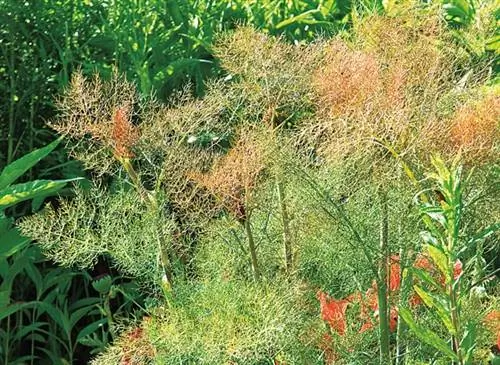 Фенхель бронзовый (Foeniculum vulgare)