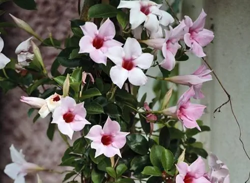 Дипладения (Dipladenia sanderi)