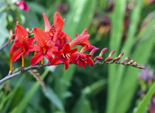 Цветочный стебель Crocosmia masonorum 'Lucifer' - Clos du Coudray Цветочный стебель Crocosmia masonorum 'Lucifer' - Clos du Coudray