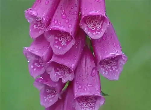 Наперстянка сеяная