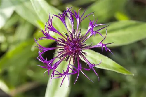 Centaurea montana 'Amethyst Dream' Centaurea montana 'Amethyst Dream'