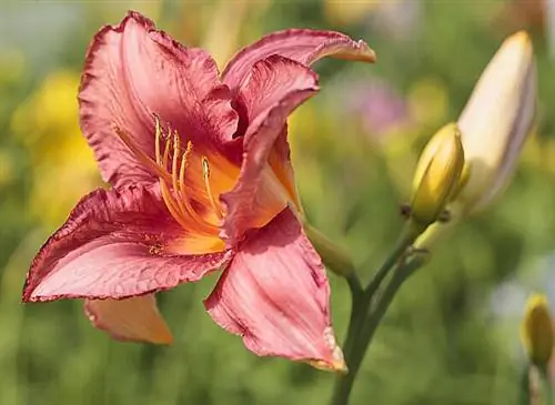 Hemerocallis 'Autumn Red' - Цветочный парк Парижа Hemerocallis 'Autumn Red' - Цветочный парк Парижа